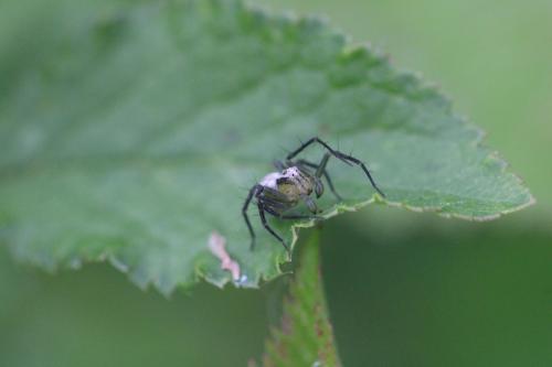 Oxyopes lineatus